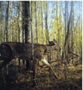 Scenic Whitetail Deer Imagery - Alberta, Canada