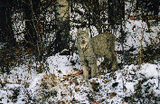 Alberta Scenic Wildlife Photography - Lynx